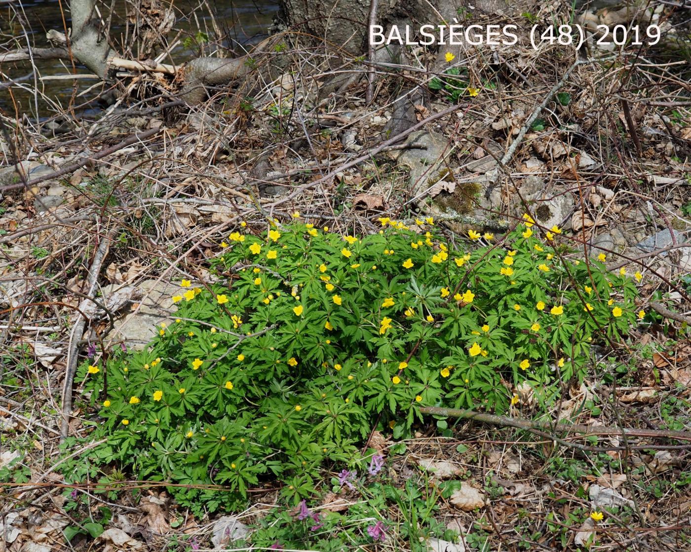 Anemone, Yellow plant